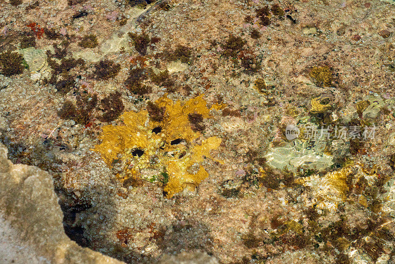 苔藓覆盖的岩石在Isla Mujeres海岸